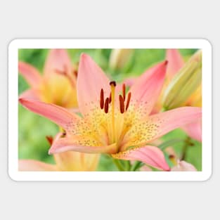 Lilium  &#39;Pink Pixie&#39;  Dwarf Asiatic lily Sticker